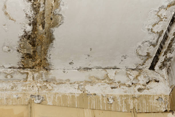 Best Mold Damage Restoration  in Farmland, IN